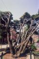 아천동 소나무 썸네일 이미지